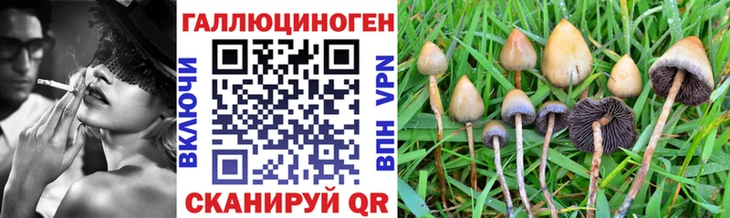 Купить где  Старица  Галлюциногенные грибы прущие грибы 