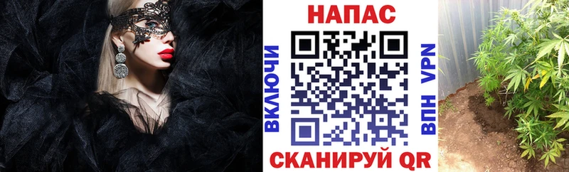 Каннабис OG Kush  Купить  Старица 